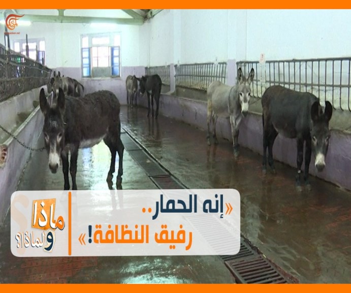 ماذا ولماذا؟: إنه الحمار.. رفيق النظافة! ماذا ولماذا؟: إنه الحمار.. رفيق النظافة!