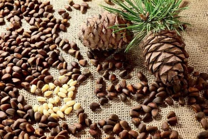 عصيدة الزقوقو التونسية.. ظهرت بسبب المجاعة فأخذت طابعاً احتفالياً عصيدة الزقوقو التونسية.. ظهرت بسبب المجاعة فأخذت طابعاً احتفالياً