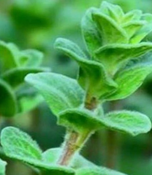 صنف من الزعتر صنف من الزعتر