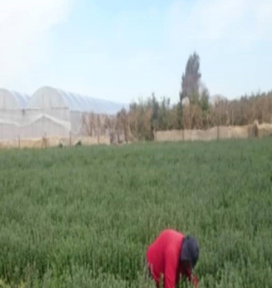 حقول زعتر حقول زعتر