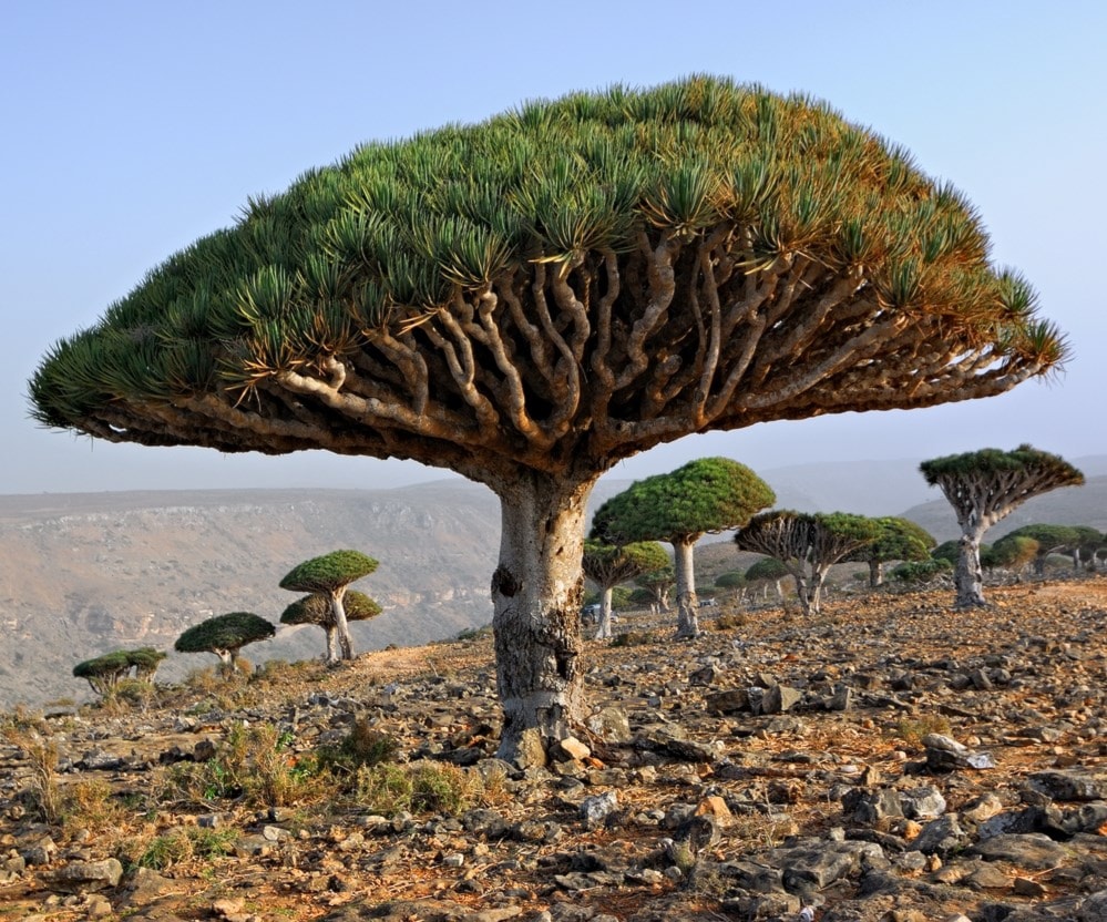 أشجار "دم الأخوين" أو "دم التنين" في جزيرة سقطرى اليمنية أشجار "دم الأخوين" أو "دم التنين" في جزيرة سقطرى اليمنية